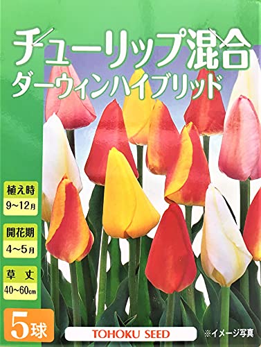 花球根 チューリップ混合 ダーウィンハイブリッド 5球入 トーホクの球根
