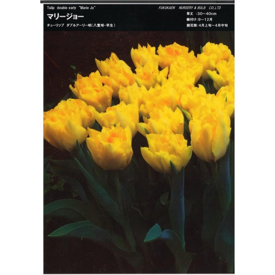 【球根・バラ球】 八重咲きチューリップ ダブルアーリー咲き マリージョー 4球セット