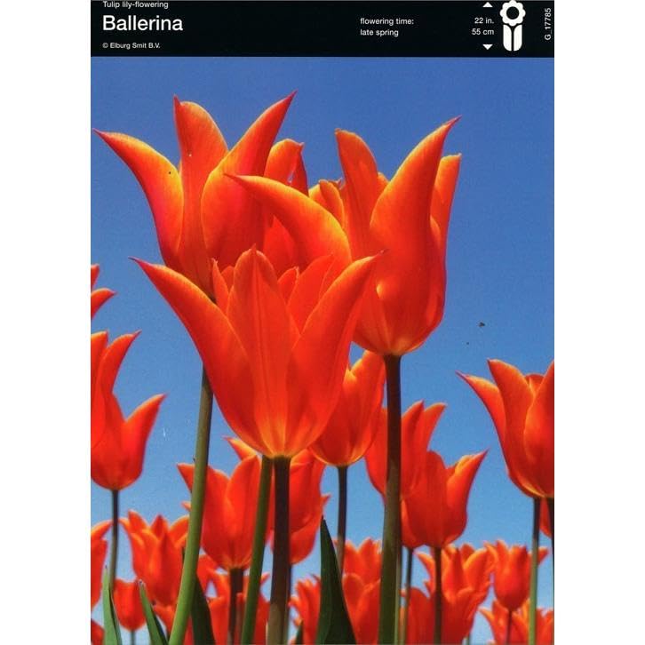 ڵ庬Х ź餭塼å 餭 Х꡼ 4奻å