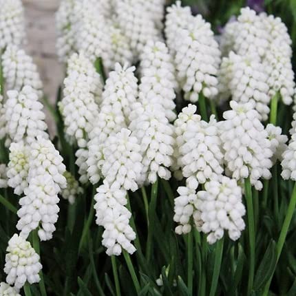 ॹ 庬 ۥ磻ȥޥå 10