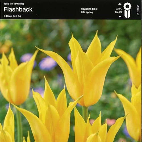 【球根・バラ球】 一重咲きチューリップ ユリ咲き フラッシュバック 4球セット 寄せ植え 鉢植え 花壇 お洒落 可愛い 春の花 花 球根 初心者