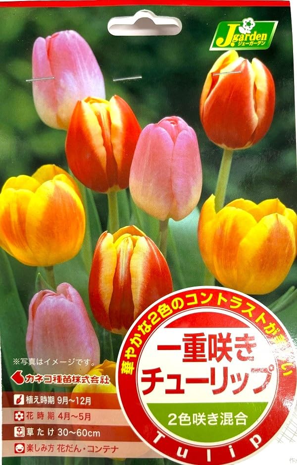 【花球根】一重咲き チューリップ 2色咲き混合 4球入 カネコ種苗の球根