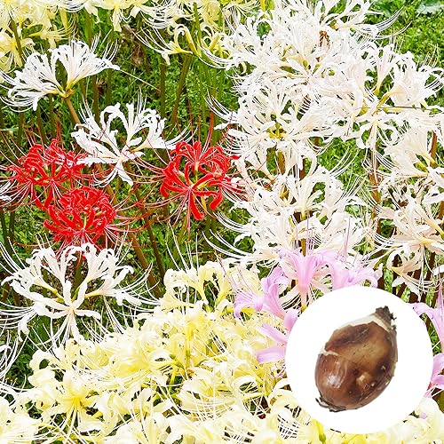 ꥳꥹ 庬 3ۡڥץ󥲥꡼ۥ饵ĥͥΥߥ ҥХ ߲ ؼ캻