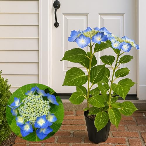 Υ   ֥롼 4ȭ(12cmݥå)   ϥɥ󥸥 ۲        ȭʪ ...