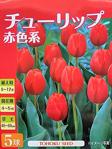 花球根 チューリップ 赤色系 5球入 トーホクの球根