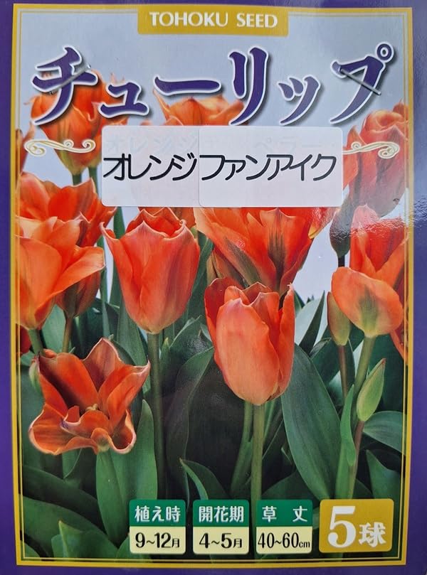 花球根 チューリップ オレンジファンアイク 5球入 トーホクの球根