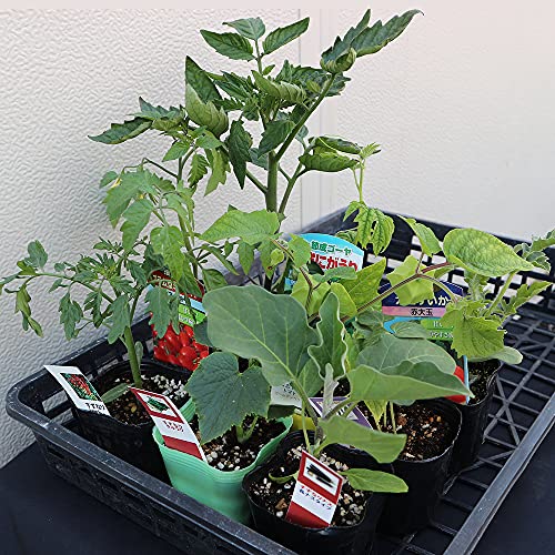 ITANSE 野菜苗お楽しみバラエティーセット(9個入り)【野菜苗 9〜10.5cmポットセット】トマト苗3個以上..