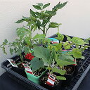 ITANSE 野菜苗お楽しみバラエティーセット(9個入り)【野菜苗 9〜10.5cmポットセット】トマト苗3個以上、ナス苗、キュウリ苗、ピーマン苗は入ります!※...