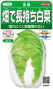 サカタのタネ 実咲野菜2602 畑で長持ち白菜 富風 00922602