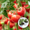 ITANSE 野菜苗 お楽しみバラエティーセット トマト苗 3〜4号 4個セット 品種例 すずなり プチぷよ アイコ フルーツ中玉 トマト大王 パープルローズ ...