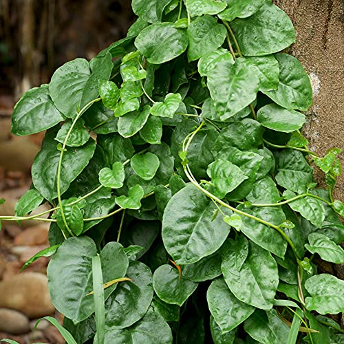 ITANSE 長生百薬の苗 2個セット【品種で選べる野菜苗】 9cmポット苗 オカワカメは雲南百薬とも呼ばれて..