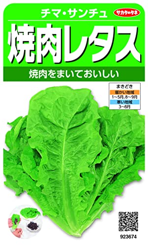 実咲野菜 レタス 焼肉レタス チマサンチュ 小袋003034