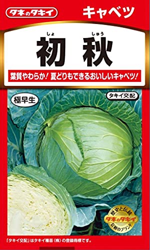 タキイ種苗 キャベツ 初秋甘藍(すすき)