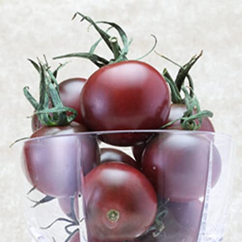 ITANSE ぶどうのような食感 極旨トスカーナバイオレット・ミニトマトの苗 野菜苗 10.5cmポット 自根苗 3.5号 2個セット【品種で選べる野菜苗】 マ...