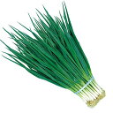 ITANSE 九条ねぎの苗【野菜苗 9cmポット 実生苗/2個セット】ポット苗なので年中植付け可能!「葉ネギの王様」九条細ねぎ。京都伝統野菜!小口切りやみじん切...