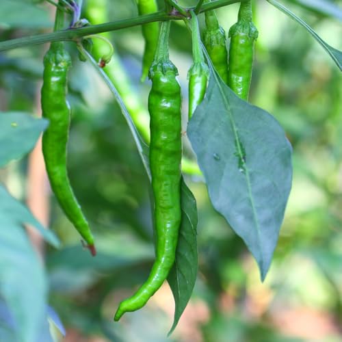 ITANSE とうがらしの苗 おつまみスナック甘とう 3号 2個セット【品種で選べる野菜苗】学名:Capsicum/ナス科トウガラシ属●辛味がなく甘味を楽しめる...