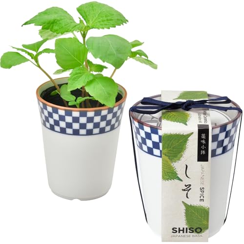 ƫ ǯ ڱ ñ ݥå äƤ   ϡ  ݥå ( ͳ /  ) ȭη7cm վ ̣ȭ ...