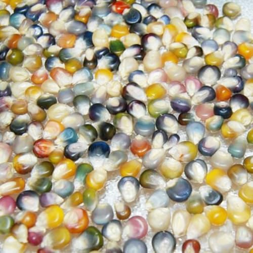 ITANSE グラスジェムコーン(虹色コーン) 種子約20粒入り 宝石みたいなトウモロコシの種