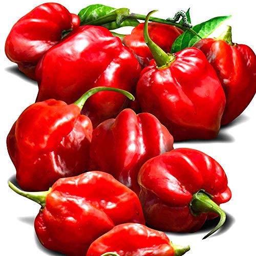 ITANSE ハバネロ レッド 激辛とうがらしの苗【野菜苗 3号 自根苗/4個セット】メキシコのユカタン半島が..