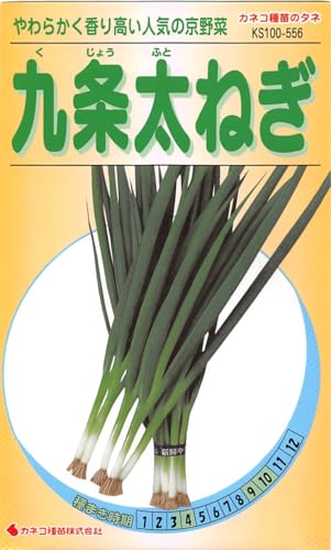 カネコ種苗 園芸・種 KS100シリーズ 九条太ねぎ 野菜100 556