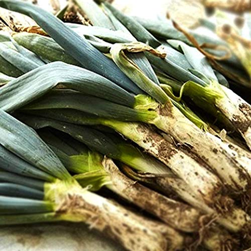 ネギの苗 下仁田ねぎの苗 9〜10.5cmポット 実生苗 2個セット(ねぎ多粒蒔き苗)【品種で選べる野菜苗】下..