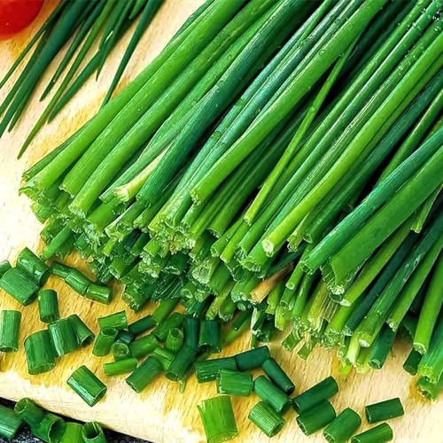 ITANSE ねぎの苗 万能細ねぎ 2個 多粒蒔き 3~3.5号 品種で選べる野菜苗