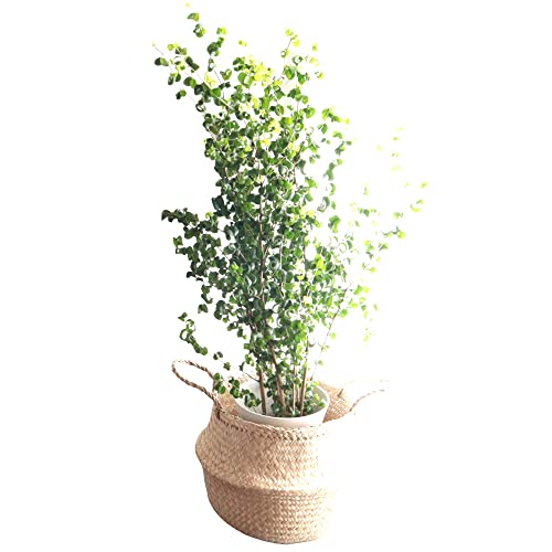 フラワーキッチン 観葉 ベンジャミンバロック7号鉢+フローディス鉢カバー北欧風かご FKTK