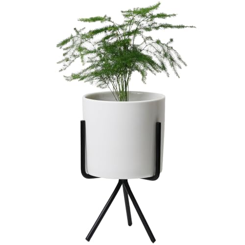 BOTANIQLE ܥ˥ ȭС եդ ʷʤȭС