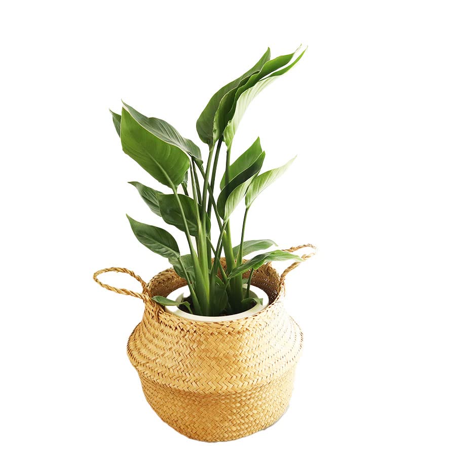 フラワーキッチン 観葉 7号 ストレリチア オーガスタ＋FLADIS 北欧デザイン鉢カバーセット FKTK