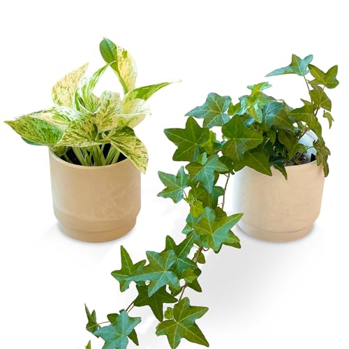 bloomee(ブルーミー) ポトス 3号 ＆ アイビー 3号 2個 セット 観葉植物 本物 ミニ 室内用 鉢 (金運アッ..