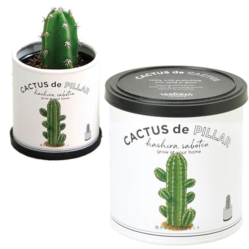 ƫ ǯ ڱ ñ ݥå äƤ  ܥƥ ݥå ( ͳ ) ȭη7cm CACTUS de CACTUS ...