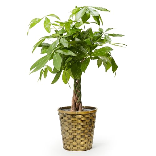 bloomee(ブルーミー) パキラ 観葉植物 (7号 木目カゴ 鉢カバー 付) 本物 大型 室内用 鉢 (金運アップ ..