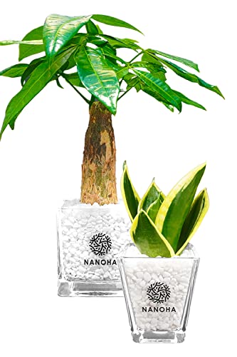 パキラ サンスベリア 2点セット 白玉砂利 土をつかっておらず衛生的 観葉植物 ミニ 清潔感 おしゃれ 本物 インテリア がじゅまる ハイドロカルチャー 水栽培