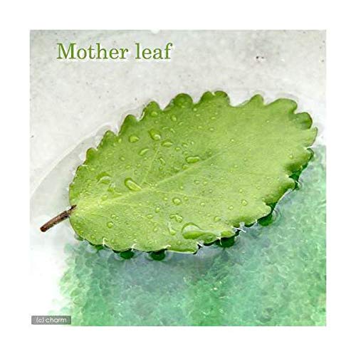 㡼 ޥ꡼ա5祻åȡ տʪ п ̳ƻߵȯԲ