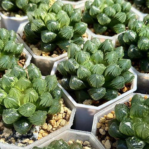 ¿ʪ տʪ ϥ ϥ륷 OM֥ġ Ʃ̤  ǥ˥ 쥢 ץ쥼 ե տʪ  ñۤˤ ...