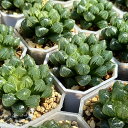 多肉植物 観葉植物 ハオルチア ハオルシア OMオブツーサ 透き通る 美しい ガーデニング レア プレゼント ギフト 観葉植物室内 おしゃれ 引っ越し祝い 新築...