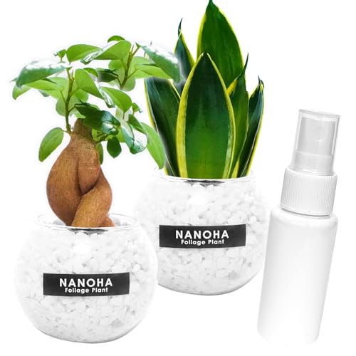 ガジュマルとサンスベリアのミニミニボール(白砂利)ミニ霧吹きボトル付 観葉植物 本物 縁起セット 土を使わず衛生的 お洒落 インテリア ハイドロカルチャー
