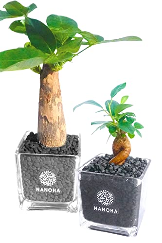 ガジュマル パキラ 2点セット 黒砂利 土をつかっておらず衛生的 観葉植物 おしゃれ 本物 インテリア がじゅまる 多幸の木 ハイドロカルチャー 水栽培