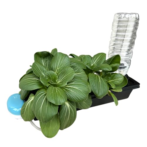 土を使わず野菜を水耕栽培! 水耕栽培キット 水畑ミニ セット 水栽培 家庭菜園 容器 スポンジ 初心者