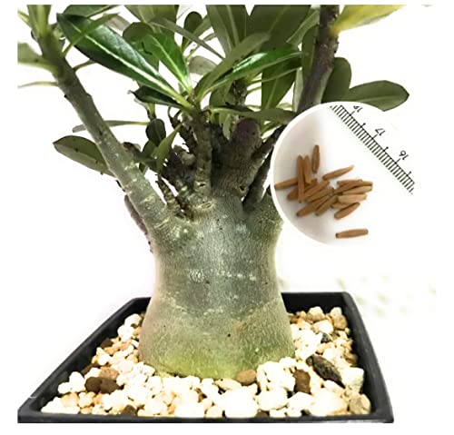 (coco`sshop) アデニウム オベスム 初心者用 発芽育成セット 種子 6個 発芽ケース 育成用土 塊根植物 プランツシード コーデックス 発芽・育成説...