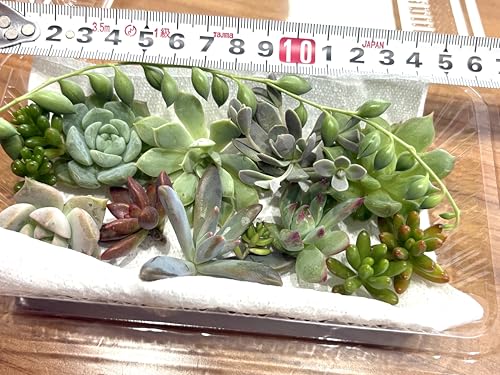 多肉植物 カット苗 おまかせセット 寄せ植え 10種類＋α 少しおまけ付 創業35年越 八仁堂