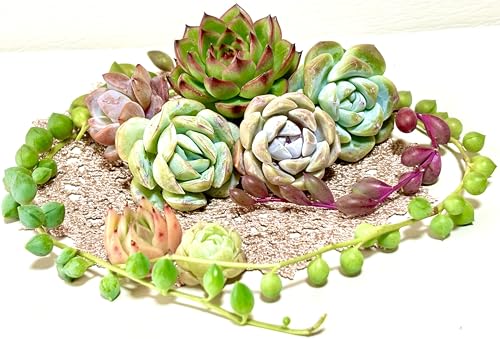 ¿ʪ ٥ꥢڹĤǤ5ॻå ޤĤ¾ (5)