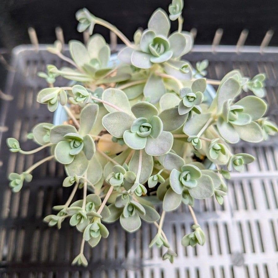 ¿ʪ һϡ å 󤻿ʤɤ 뤵µ˶Ƥ䤹 