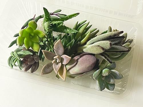 ڲڤߤӡ¿ʪå10ʾ奢ȵͤ碌 3cm5cm羮͡礭ܥƥʤɤޤ鿴Ըդ 13cm9cmѥå...