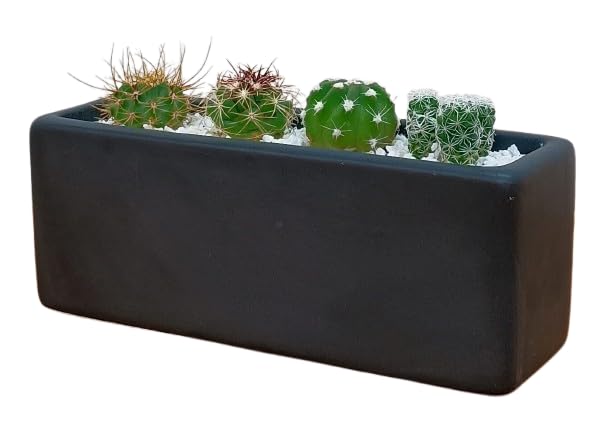 サボテン寄せ植え 手のひらサイズ 玄関 キッチン トイレ インテリア (黒)