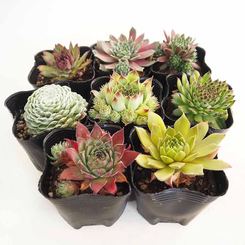 ITANSE ڥӥ ʼߥåפ餤 3 1 ¿ʪ ̾ Sempervivum ٥󥱥 ڥӥ°  衼å...