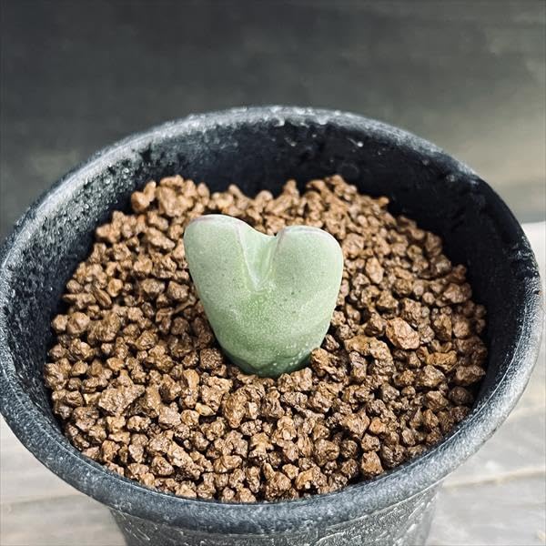 ¿ʪ Υեĥ ؤܡʤΤ