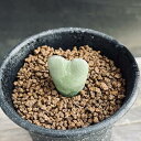 多肉植物 コノフィツム 蛇の目(じゃのめ)