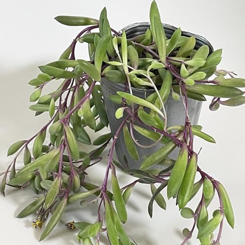 【華みやび】ルビーネックレス 10cmカット苗 3本 セダム・多肉 育てやすく沢山増えます 寄せ植えの隙間..