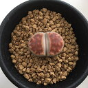 多肉植物:リトープス トップレッド*